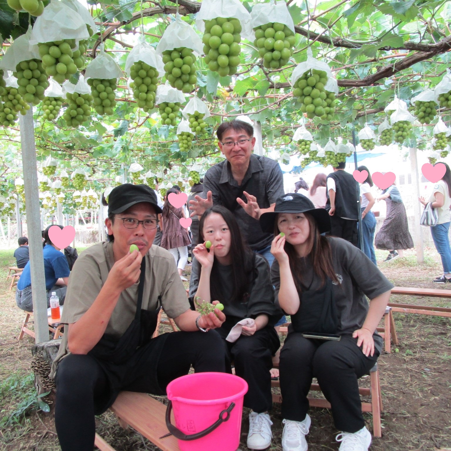 シャインマスカット狩り